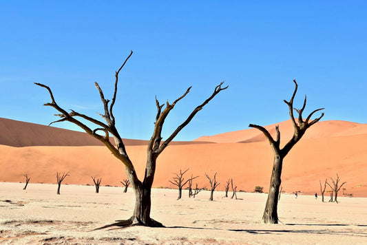 Namibia - Thee Curious Traveller Tours